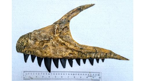 A Newly Discovered Dinosaur With Shark Like Teeth Was The T. Rex Of Its Day