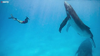 Watch Now: Couple Has Breathtakingly Close Encounter With Group Of Humpback Whales