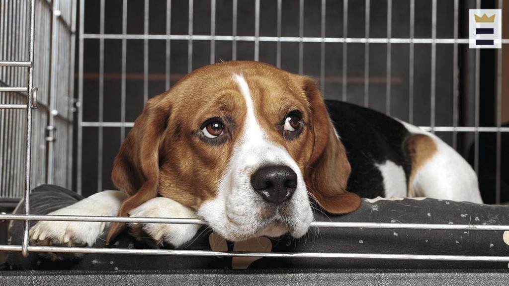 Crate Expectations: Training Helps Dogs With Separation Anxiety