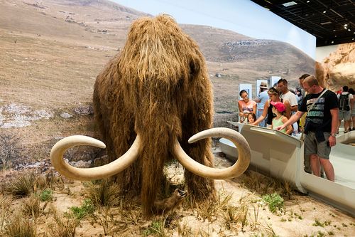 Woolly Mammoth Resurrection Project Receives $15 Million Boost