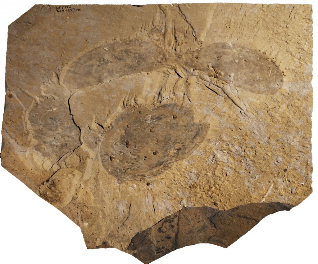 Giant ‘swimming Head’ Creature Lived In Our Oceans 500 Million Years Ago
