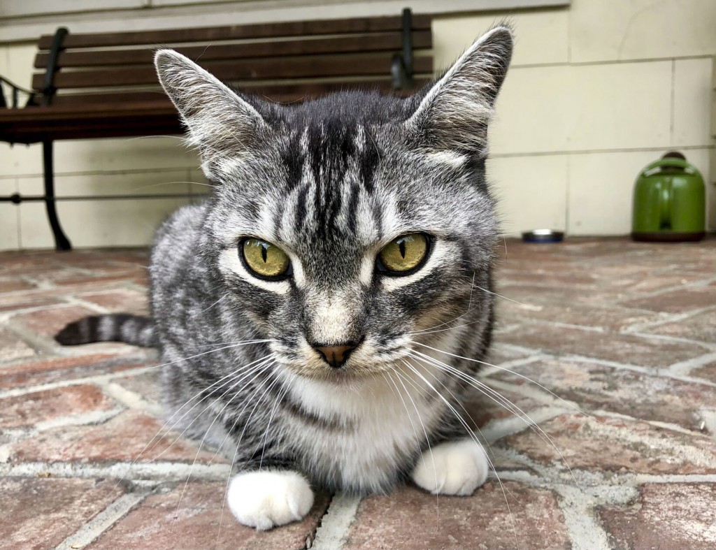 Pandemic Love Story: The Whims Of Kevin, Our Neighbors’ Cat