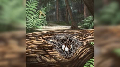 Ancient Spider Caring For Her Offspring is Trapped In 99 Million Year Old Amber