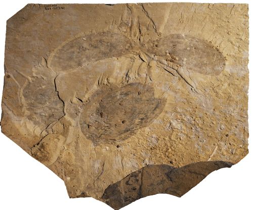 Giant ‘swimming Head’ Creature Lived In Our Oceans 500 Million Years Ago