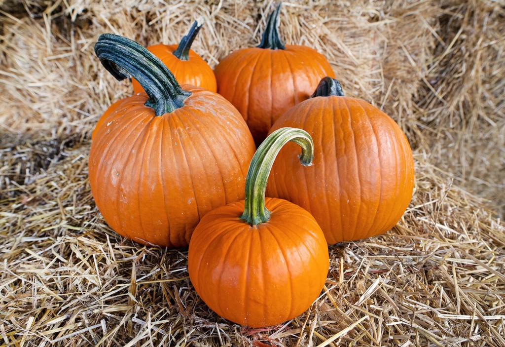 How To Pick And Prep The Perfect Pumpkin