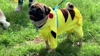 Watch Now: Pooches Don Costumes For ‘dog Oween’ Contest In Peru