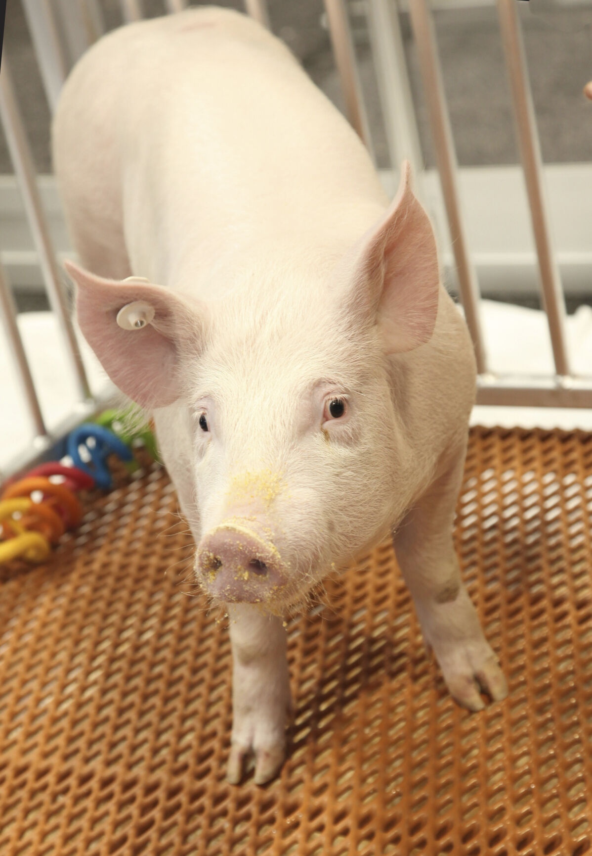 <p>FILE - This undated photo provided by Revivicor in December 2020 shows a "GalSafe" pig which was genetically engineered to eliminate a sugar in pig cells, foreign to the human body, which causes immediate organ rejection. </p>