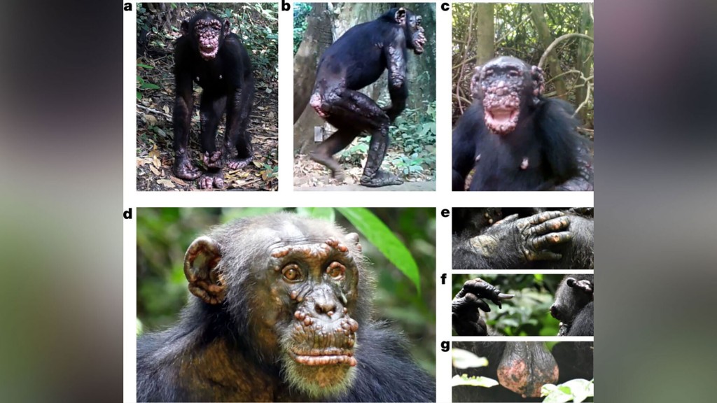 Leprosy Seen In Wild Chimpanzees For The First Time
