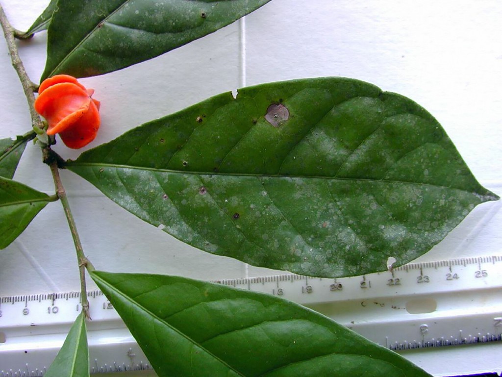 Why It Took Nearly 50 Years For Scientists To Name This Mysterious Tropical Plant