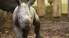 Watch Now: Baby Rhino Takes First Shaky Steps At Zoo In The Netherlands