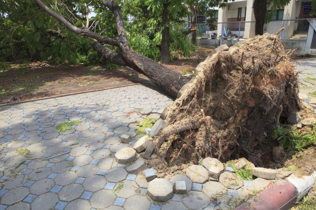 Ask Angi: How To Handle Emergency Tree Service