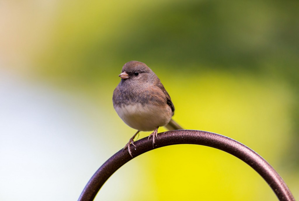 Earth Talk: Are Species Evolving Faster Due To Climate Change?