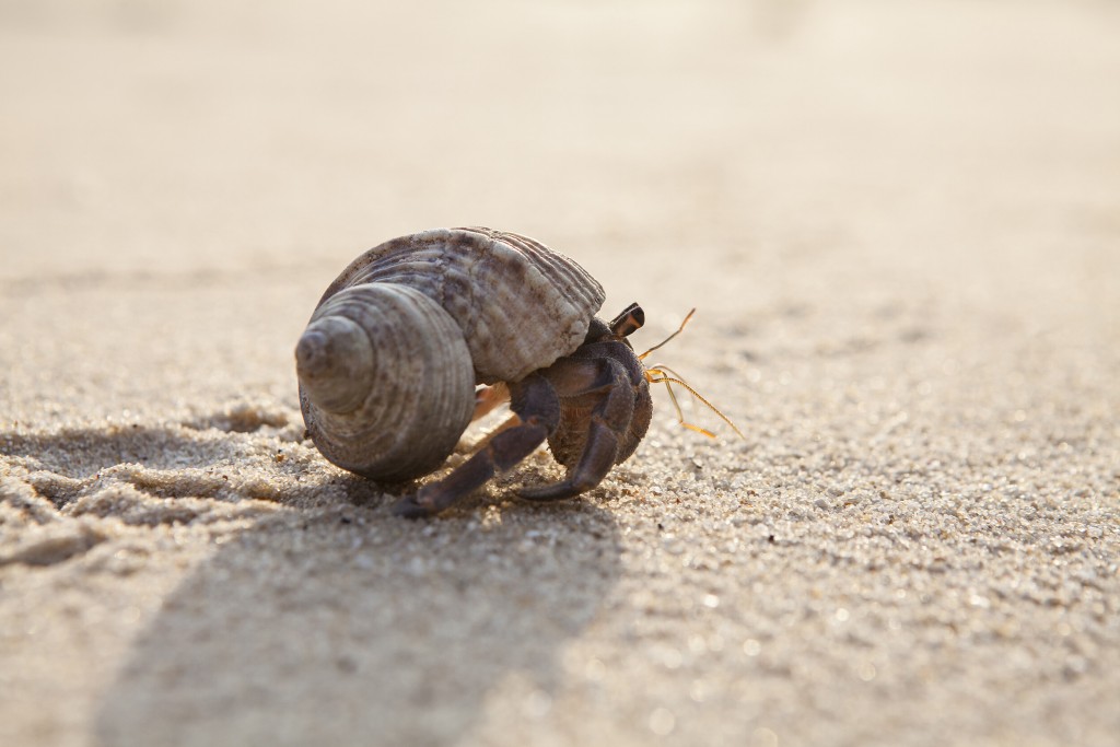 Discarded Tires In The Oceans Are Trapping Hermit Crabs, With No Way Out