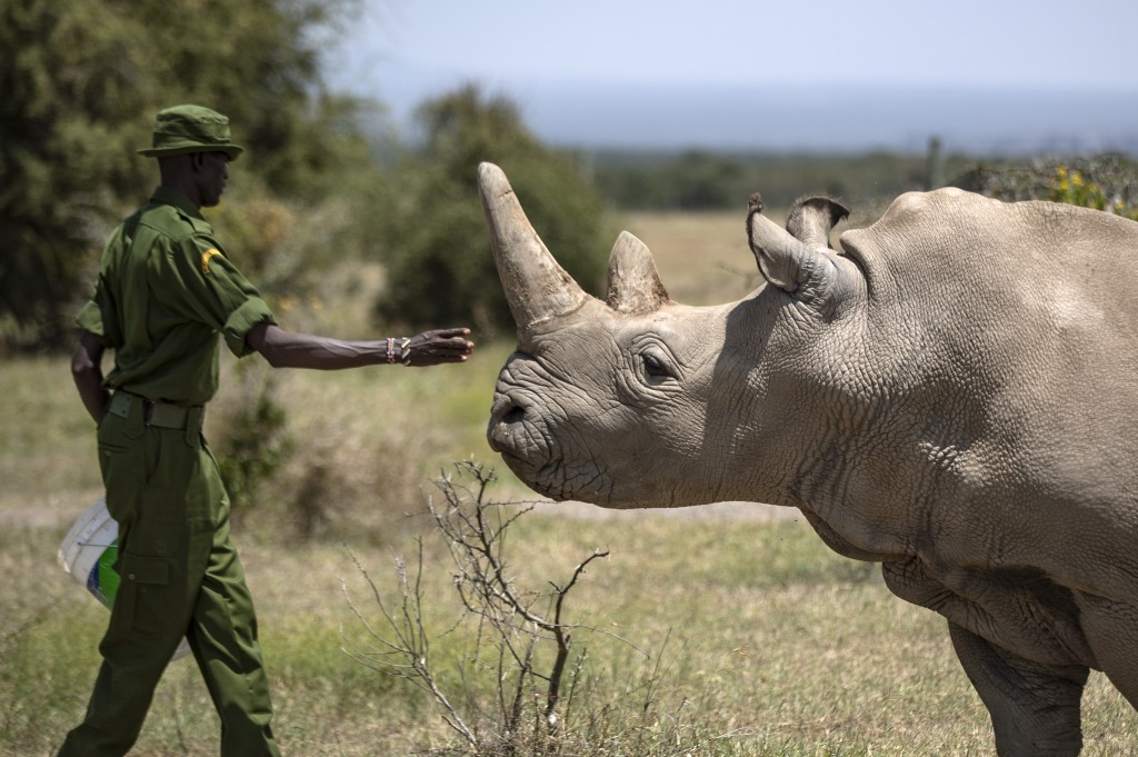 Najin, One Of The World’s Last Northern White Rhinos, Retires From Breeding