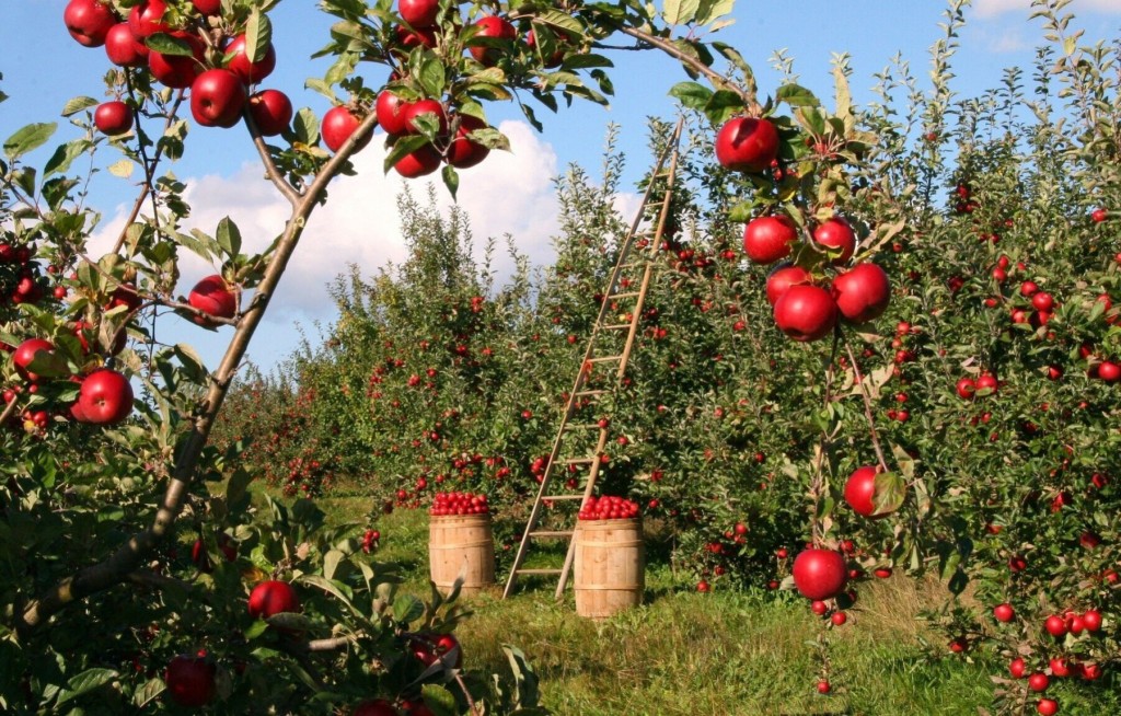 3 Health Benefits Of Apples