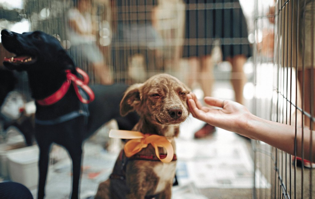 How To Raise A Puppy