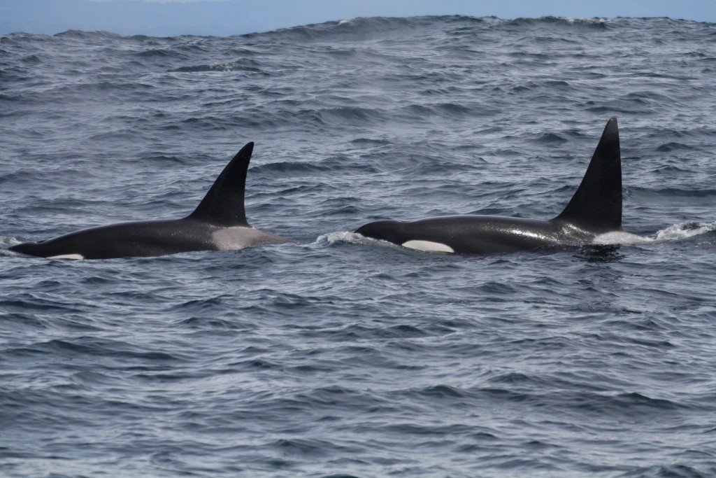 A Group Of Little Known Killer Whales Have Been Identified As Big Hunters Of The Sea