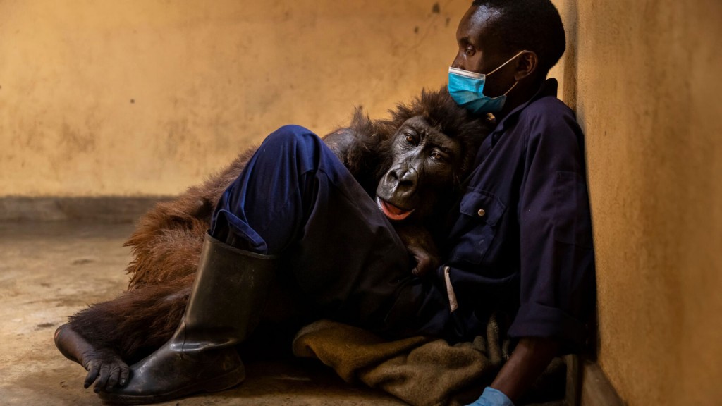 Gorilla Whose Photobomb Went Viral Dies At 14 In Caretaker’s Arms