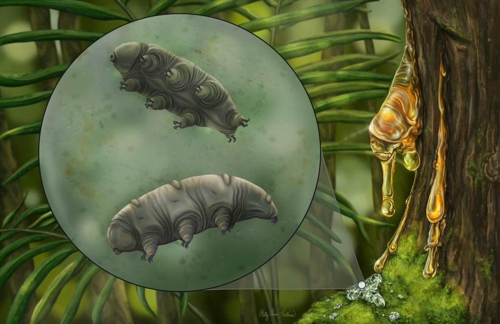‘once In A Generation’ Find Reveals Microscopic Fossil In Amber