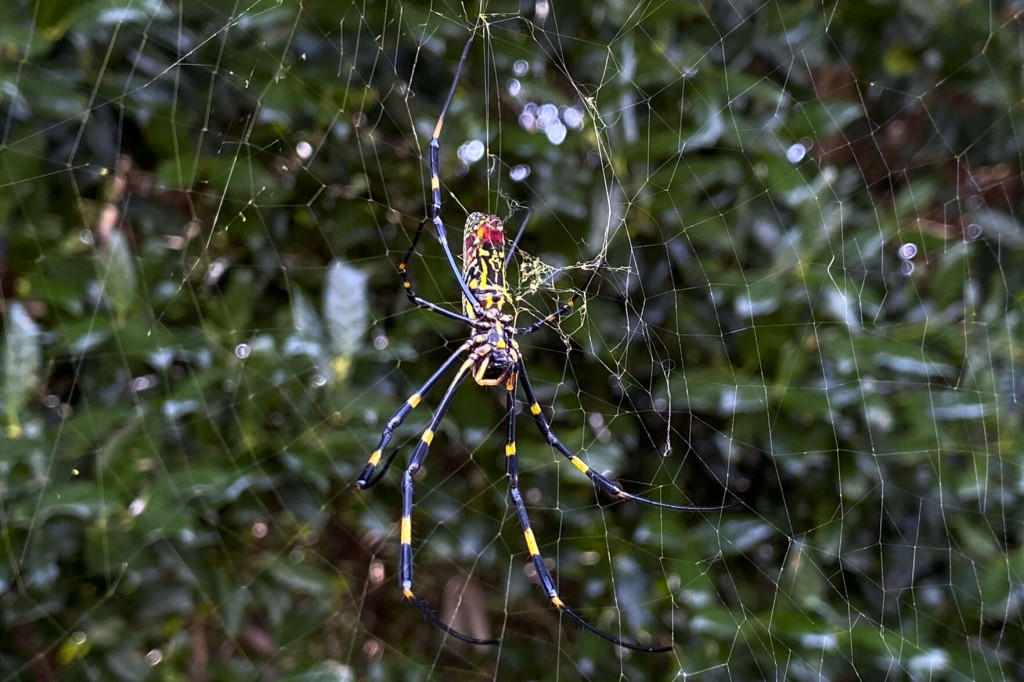 Asian Spider Takes Hold In Georgia, Sends Humans Scurrying
