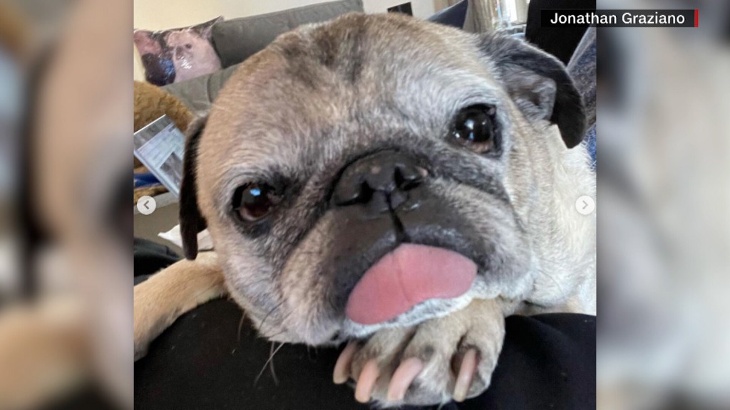 Noodle The Pug’s ‘bones Or No Bones’ Routine Decides What Kind Of Day Millions Of People Will Have