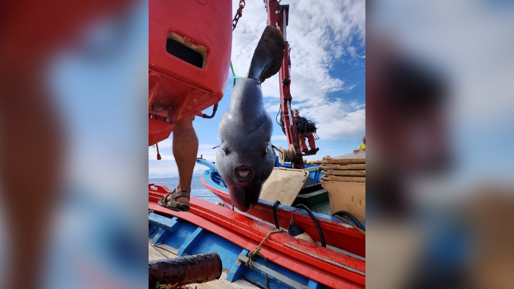 Giant 4,000 Pound Sunfish Was Rescued From A Fishing Net Off The Spanish Coast Of Ceuta