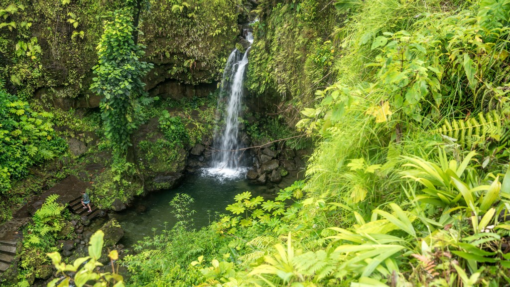 These World Heritage Forests Have Gone From Removing Carbon From The Atmosphere To Emitting It