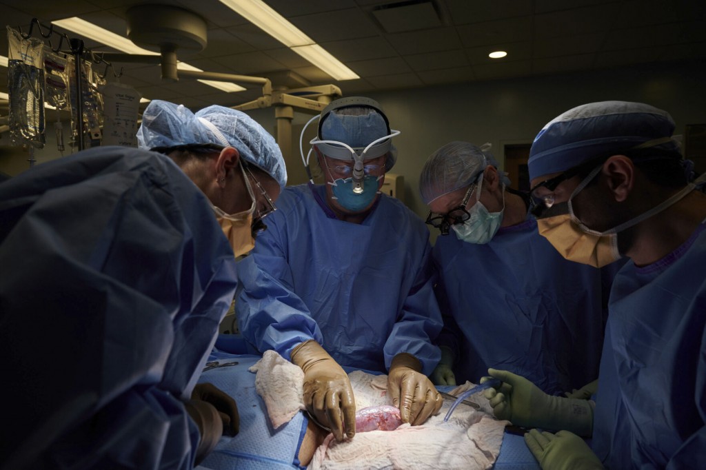 Pig To Human Transplants Come A Step Closer With New Test