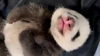 Watch Now: Panda Cub Grows Baby Teeth At Singapore Zoo