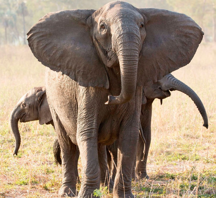 War, Poaching In Mozambique Lead To Elephants Without Tusks