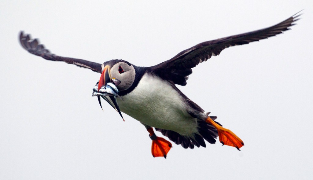 Puffins In Peril: Nothing Funny About Bad Year For Maine’s Clownish Birds