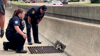 Watch Now: Police Officers Rescue Kitten From Texas Freeway