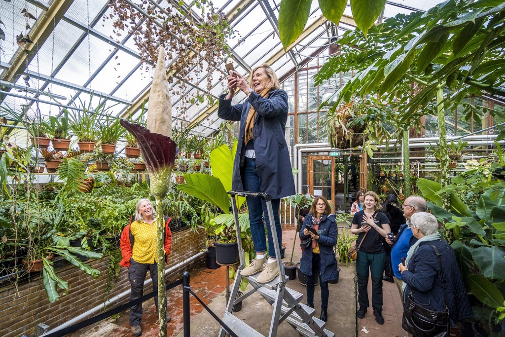 The Rare ‘penis Plant’ Just Bloomed For The First Time In Over Two Decades