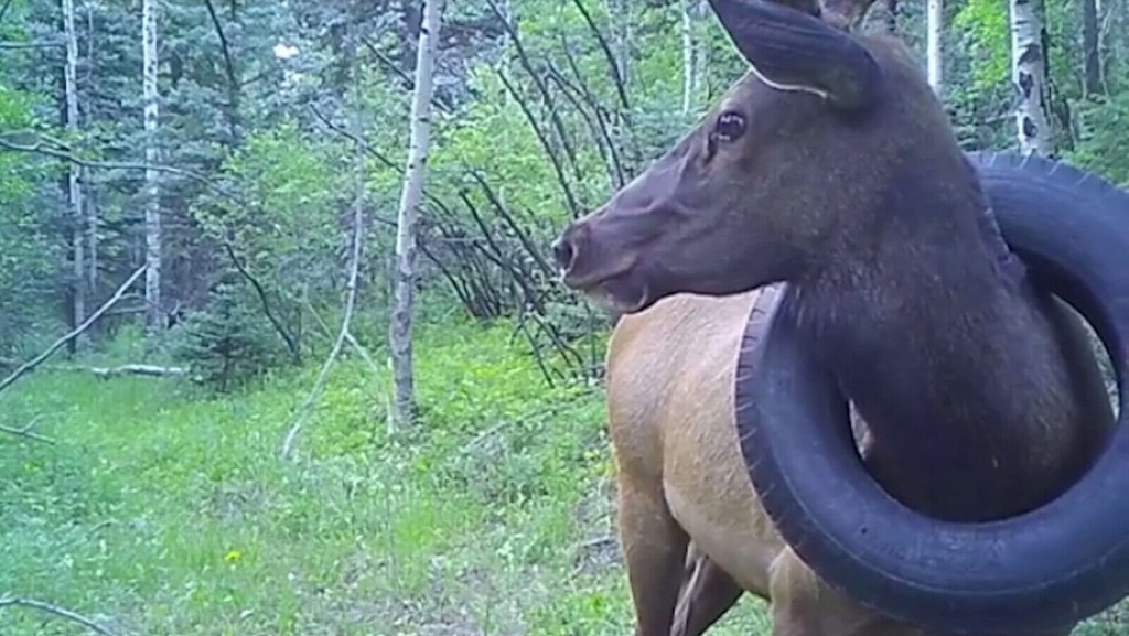 After Several Attempts, Wildlife Officers Remove Tire That Was Around Elk’s Neck For Over 2 Years