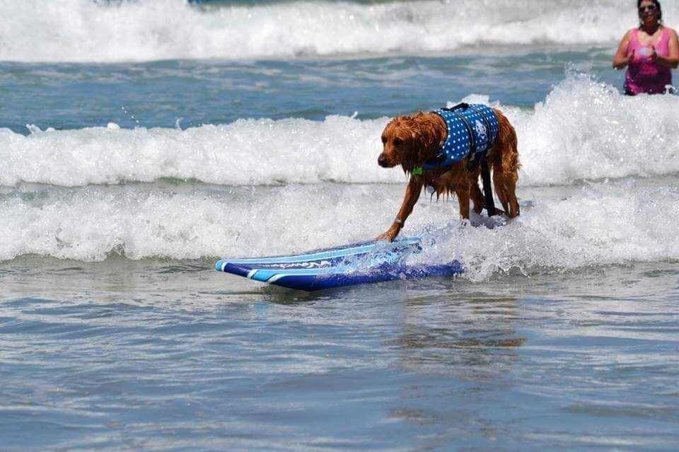For The Dogs: Your Best Canine Photos From Our Destinations Photo Contest