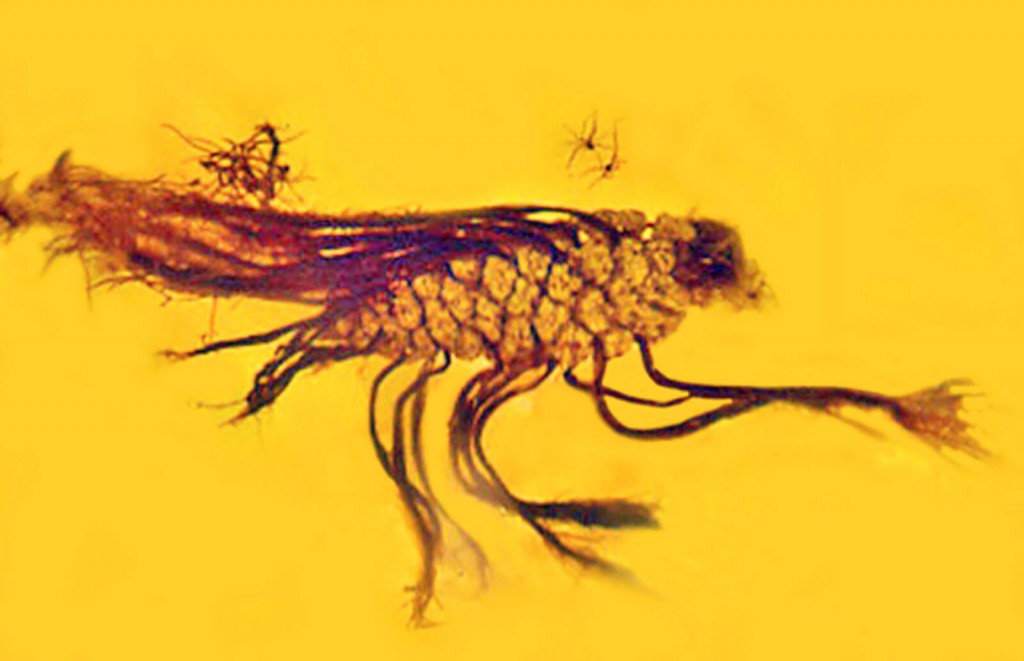 Amber Captures Rare Plant Behavior In An Ancient, Extinct Pine Cone