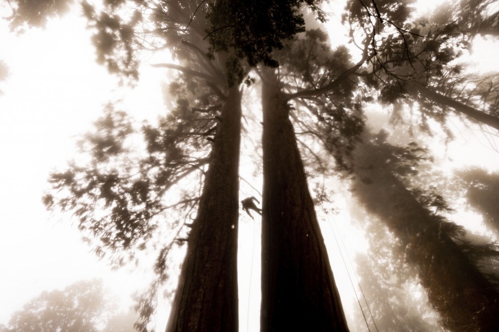 Tiny Seedlings Of Giant Sequoias Rise From Ashes Of Wildfire