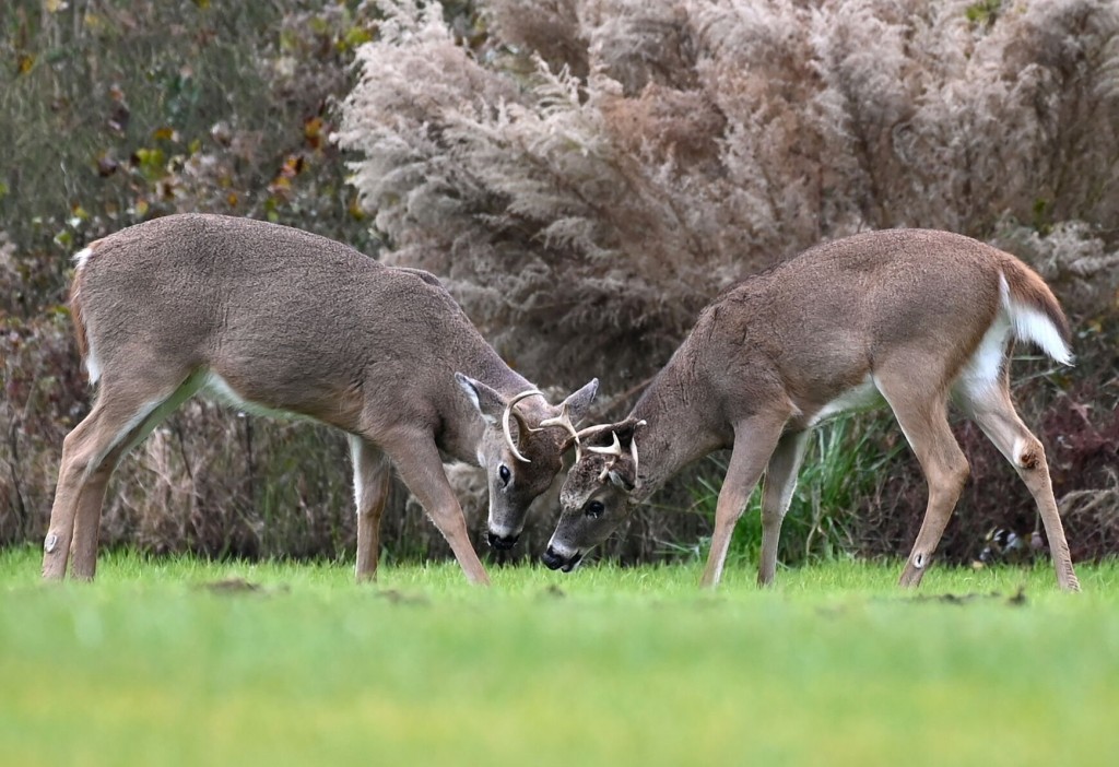Coronavirus Spreads In Deer And Other Animals. Scientists Worry About What That Means For People
