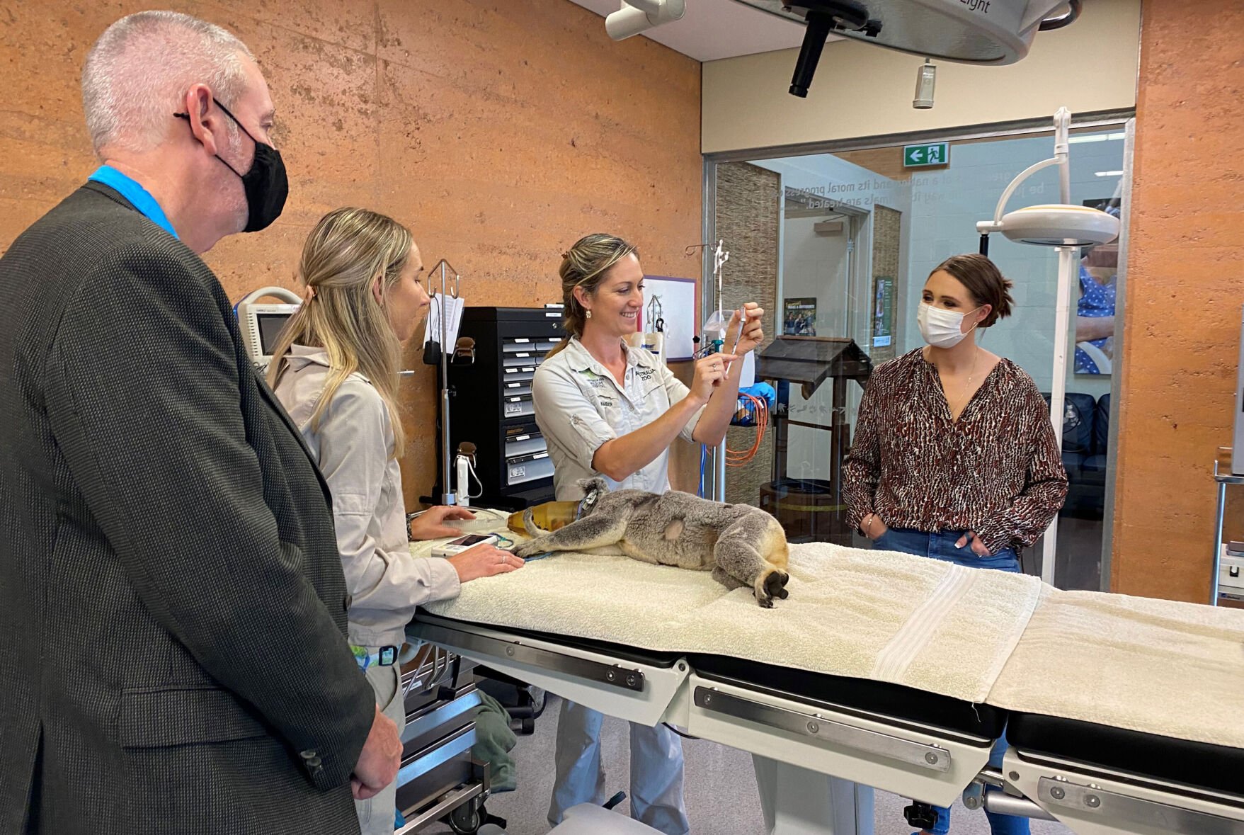 <p>A koala is vaccinated against chlamydia at the Australia Zoo Wildlife Hospital in Queensland, Australia, on October 15.</p>