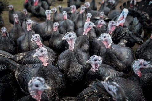 Talking Turkey! How The Thanksgiving Bird Got Its Name (and Then Lent It To Film Flops)