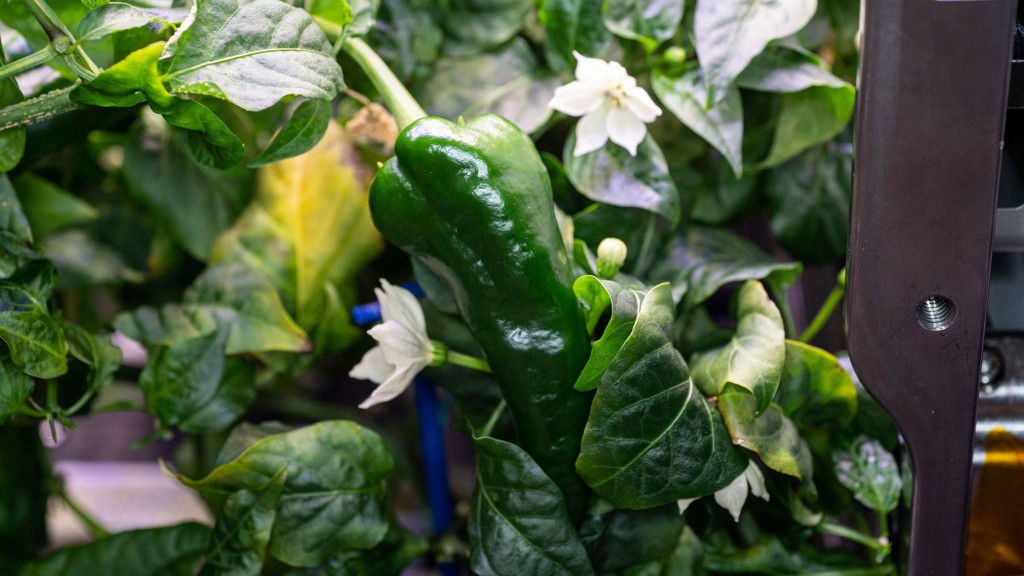 Astronauts Have A Taco Taste Test Using First Chile Peppers Grown In Space