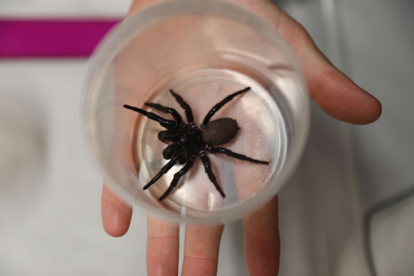 <p><span>Megaspider is the largest funnel web spider the Australian Reptile Park has ever seen, measuring 8cm foot to foot.</span></p>