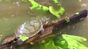 Watch Now: Thousands Of Baby River Turtles Released In Peruvian Jungle