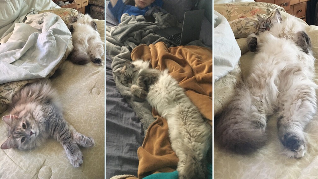 Is Sharing The Bed With Your Pets Good For Them — Or You? Experts Weigh In