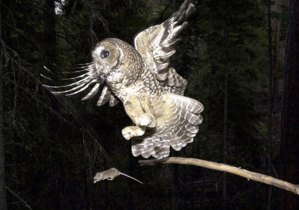 Owl Habitat Cuts By Trump Appointees Used ‘faulty’ Science