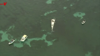 Watch Now: Whale Carcass Sparks Shark Feeding Frenzy Off Australia Coast