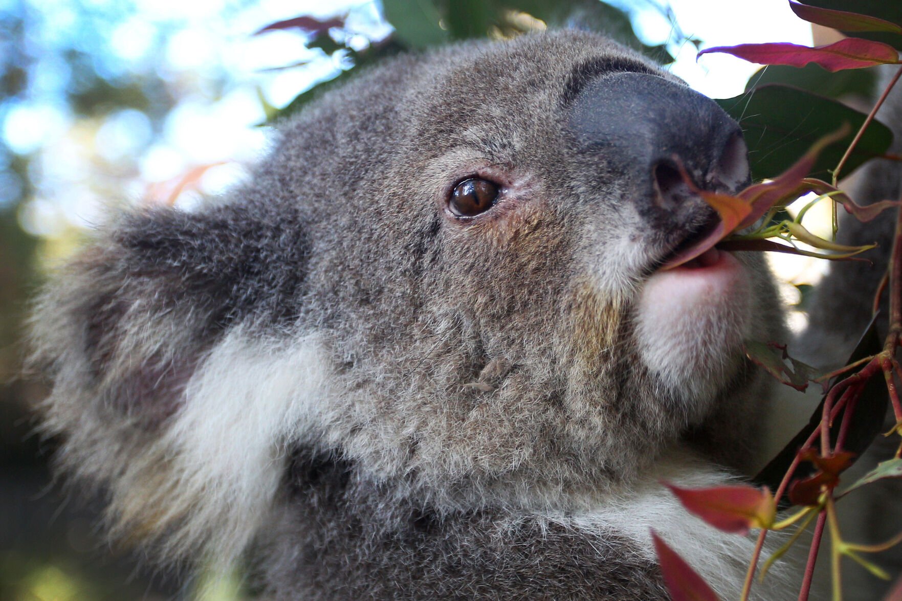 <p>A female koala named 'Spinnaker Petal' is seen eating Eucalyptus in her pen at Port Macquarie Koala Hospital in Australia on September 14, 2020.</p>