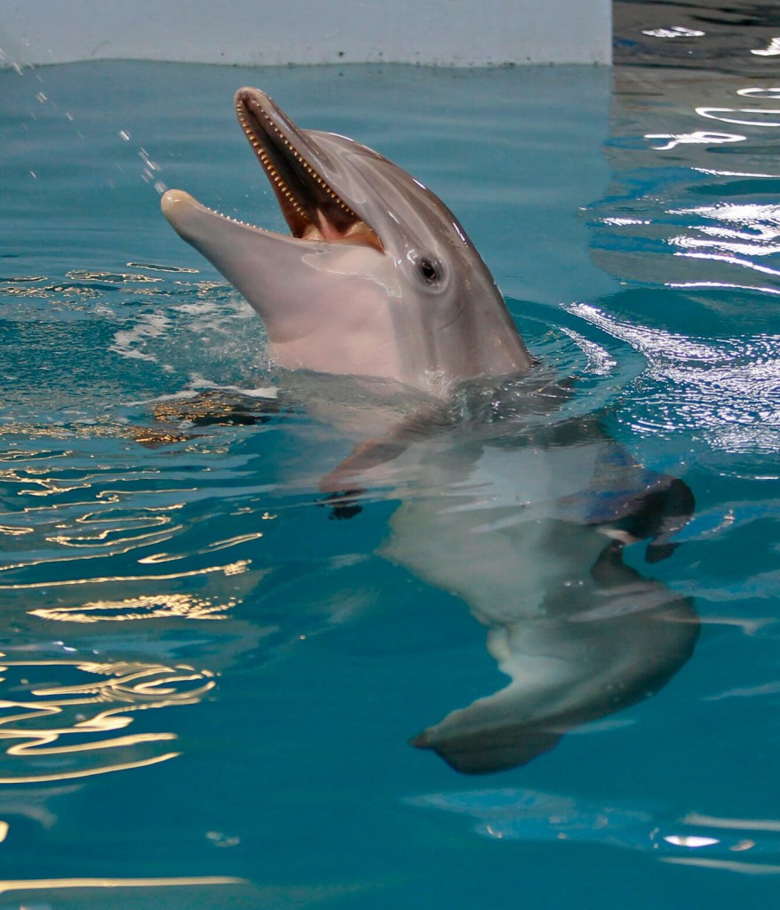 Beloved ‘dolphin Tale’ Star Winter Dies At Florida Aquarium