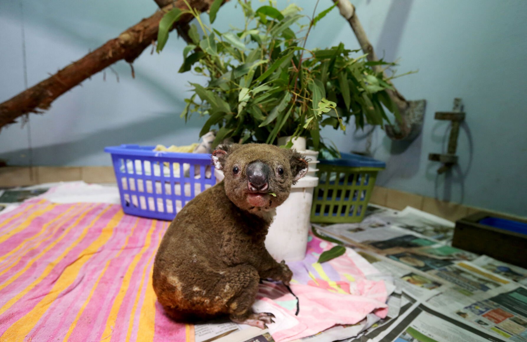 <p>A koala named Paul from Lake Innes Nature Reserve recovers from his burns in the ICU at The Port Macquarie Koala Hospital on November 29, 2019, in Port Macquarie, Australia.</p>