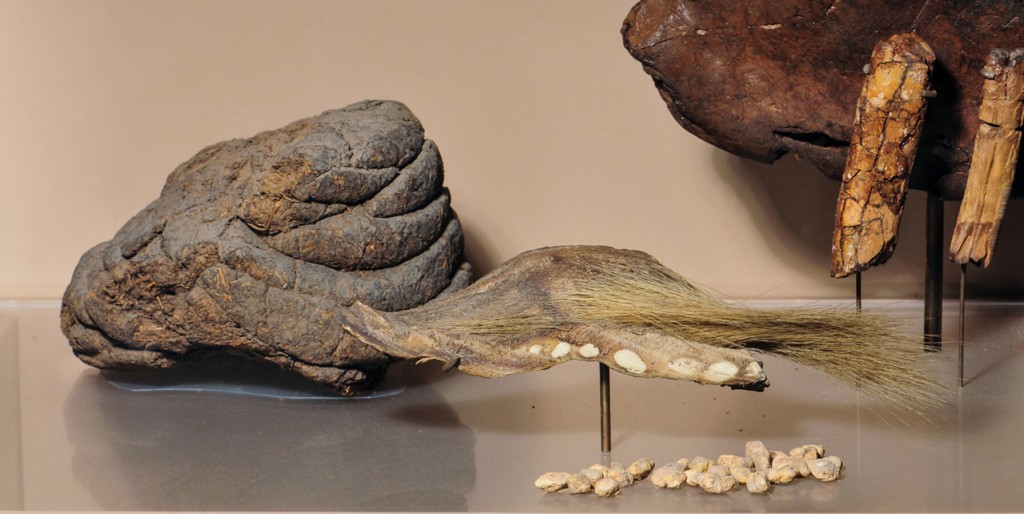 This Ancient Sloth Ate Meat, Unlike Its Plant Eating Relatives